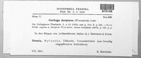 Ustilago hordei image